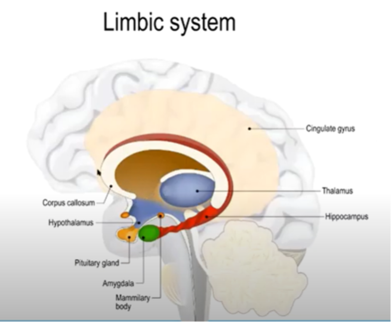 Limbisch systeem