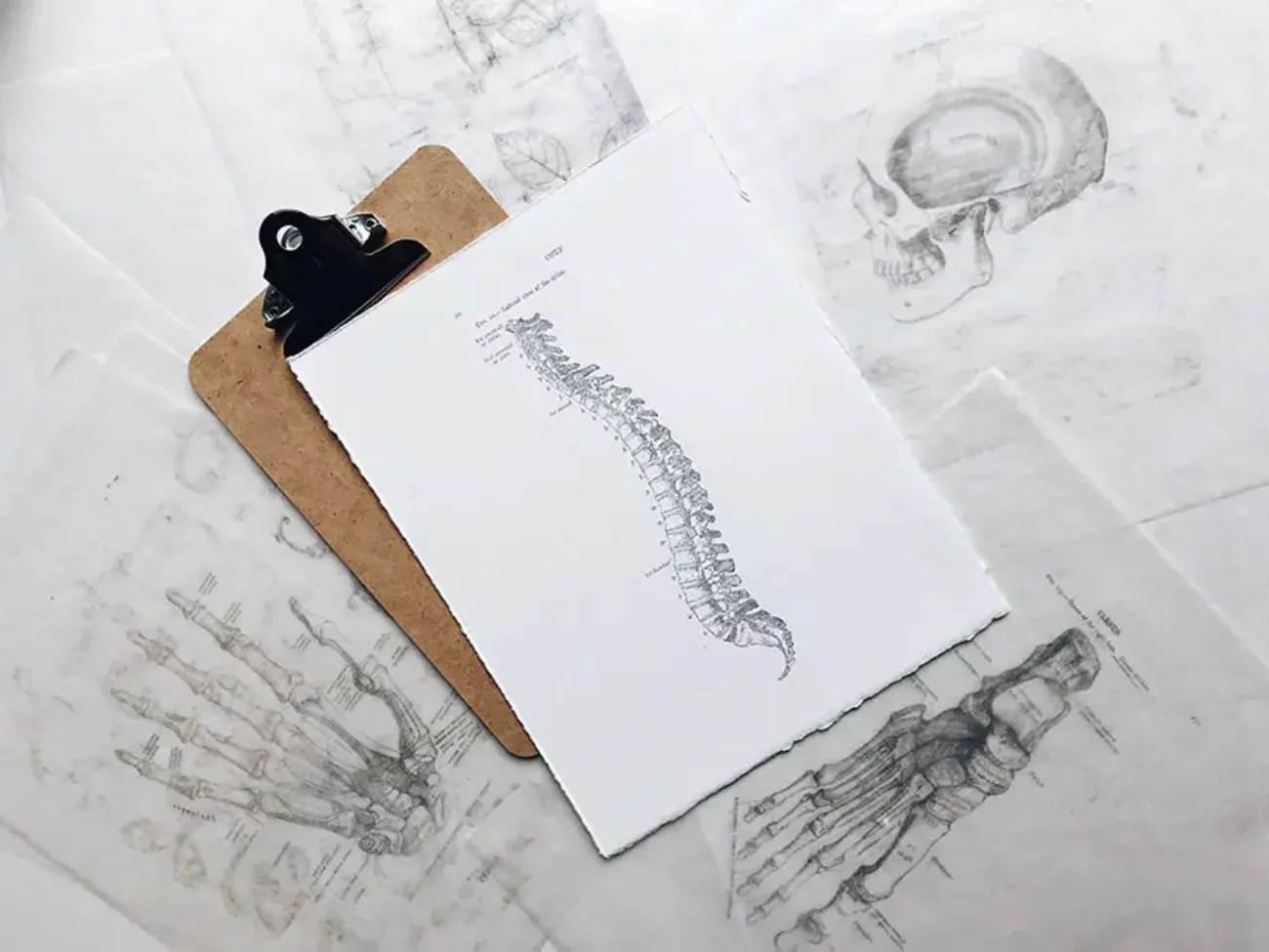 tekening van ruggengraat