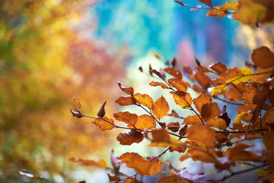 Herfst en MS